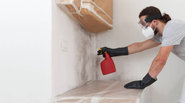 Professional Mold Removal technician working in Freeburg, IL