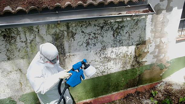 Trusted Attic Mold Removal service in Freeburg, IL - Cheap Mold Removal